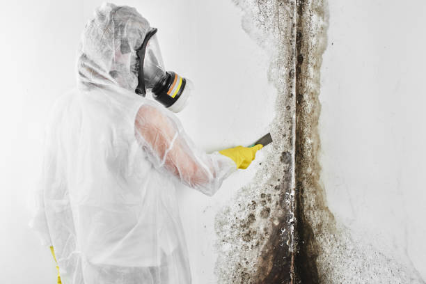 Best Attic Mold Removal  in North Middletown, NJ
