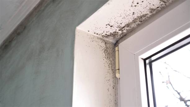 Best Commercial Mold Removal  in North Middletown, NJ