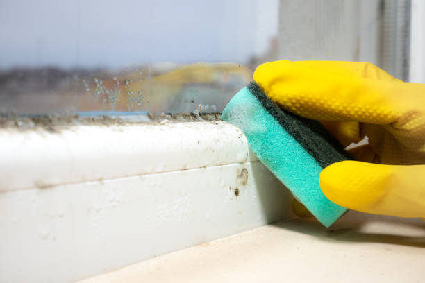 Best Attic Mold Removal  in North Middletown, NJ