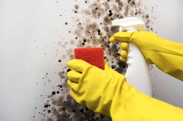 Best Mold Remediation Services  in North Middletown, NJ