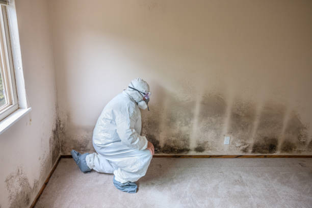 Best Same-Day Mold Removal  in North Middletown, NJ