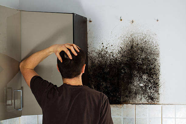 Mold Testing and Removal in North Middletown, NJ