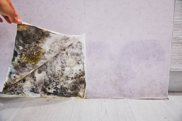 Trusted North Middletown, NJ Mold Removal Experts